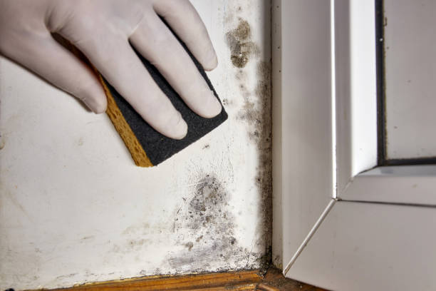 Best Crawl Space Mold Remediation  in Pendleton, OR