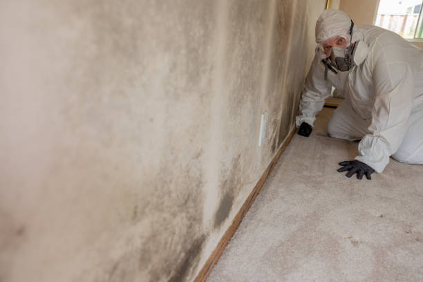 Best Mold Removal for HVAC Installations  in Pendleton, OR